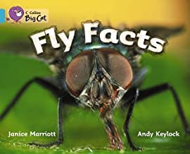 BIG CAT AMERICAN - Fly Facts Workbook Turquoise